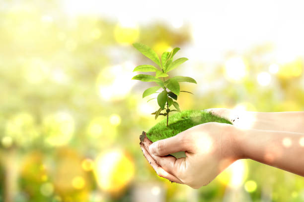 istock Human hands holding soil with growing plants above it 1333714927