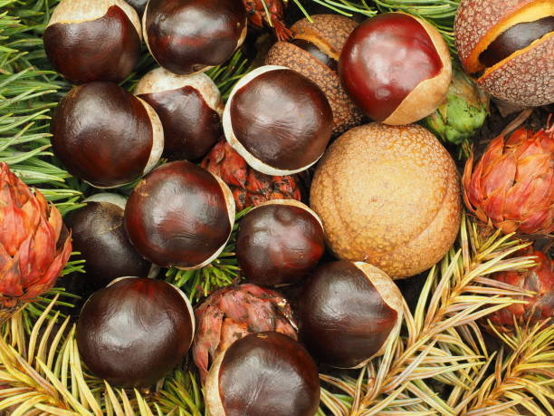istock Ripe horse chestnuts on the ground 1333715022