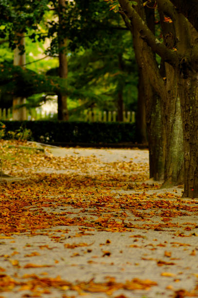 istock Park path between trees and fallen leaves. Autumnal scene. 1333717941