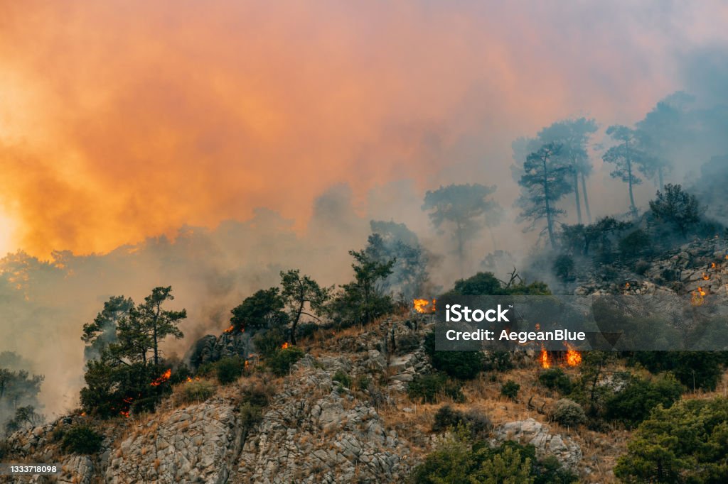 Forest Fires Caused by Climate Change Huge Forest Fire in Red Pine Forests Climate Change Stock Photo