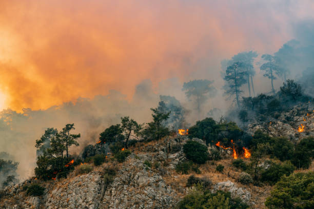 Forest Fires Caused by Climate Change Huge Forest Fire in Red Pine Forests climate change stock pictures, royalty-free photos & images