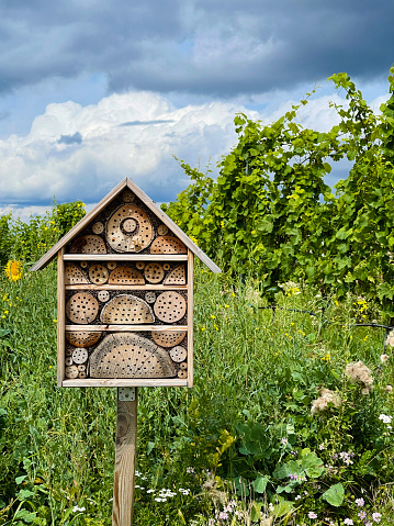 Insects hotel in vineyard