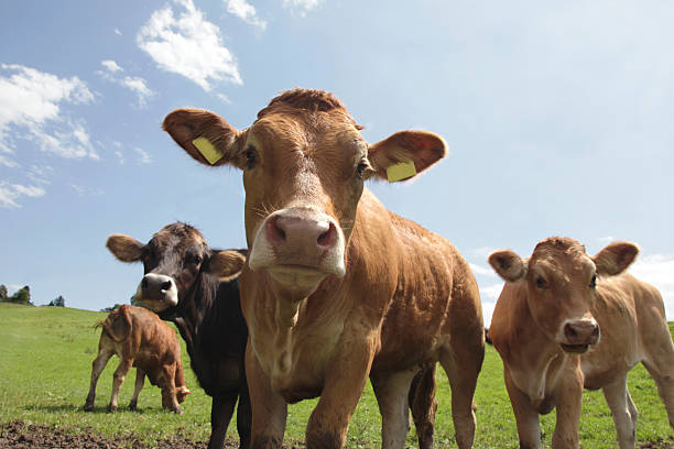 뽀샤시 Calfs on 산 패스처 스톡 사진