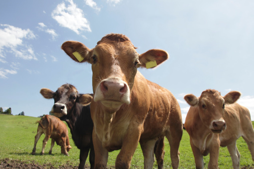 Curious calfs of brown cattle on lush alpine pasture