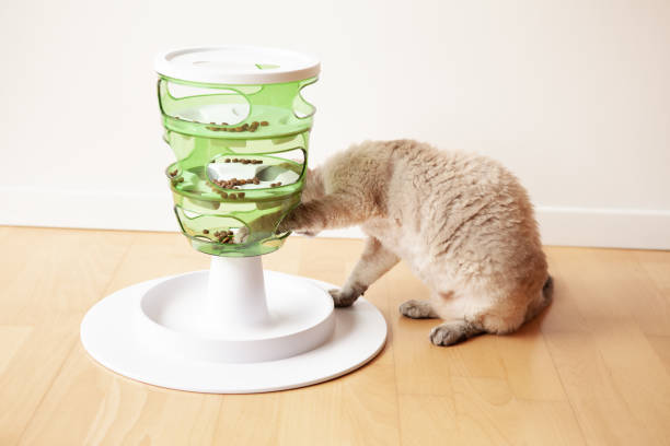 istock Curious tabby cat is trying to catch a crunch from slow-feeder toy. Cat is using a challenging toy -  green color tower for felines. 1333719172