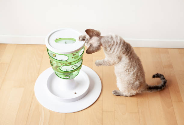 istock Cat is using smart slow feeder toy. Interactive feline  game that stimulates cats to work for their food. 1333719185