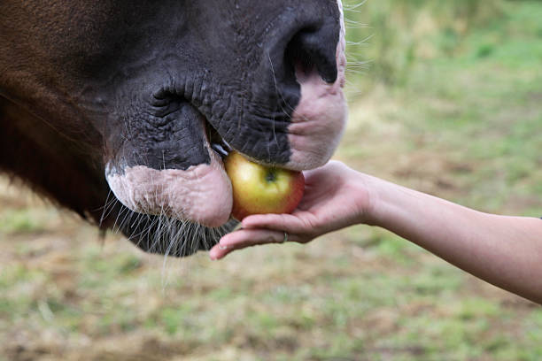 füttern the horse - pferdeäpfel stock-fotos und bilder