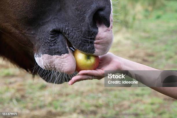 Füttern The Horse Stockfoto und mehr Bilder von Pferd - Pferd, Apfel, Füttern