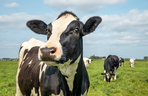 Vaca madura, blanco y negro curioso mirada suave sorprendido photo