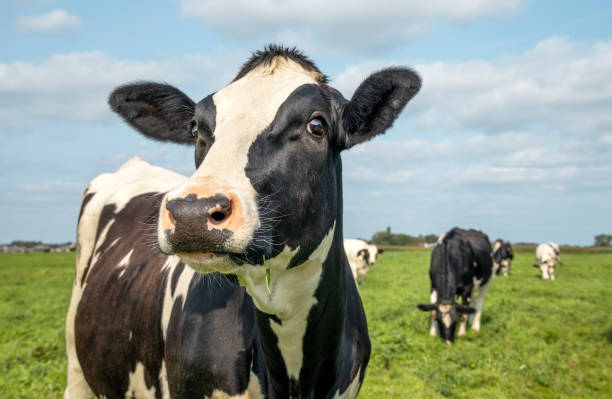 成熟した牛、黒と白の好奇心優しい驚いた表情 - medium shot ストックフォトと画像