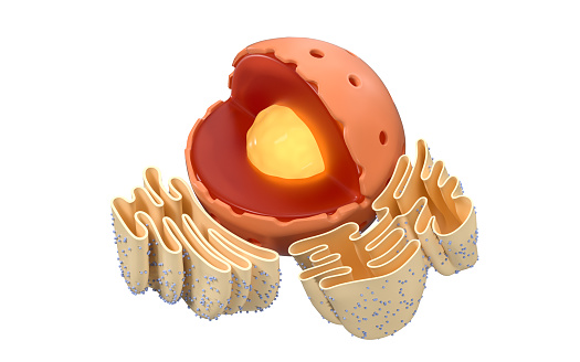 Estructura del retículo nuclear y endoplásmico en una célula animal, representación 3d. photo