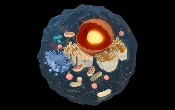 Internal structure of an animal cell, 3d rendering. Internal structure of an animal cell, 3d rendering. Section view. Computer digital drawing. endoplasmic reticulum stock pictures, royalty-free photos & images
