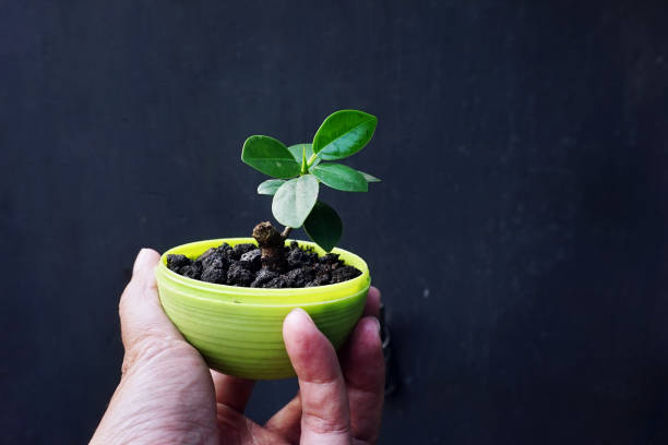 Bonsai plant mini on man hand close up isolated background