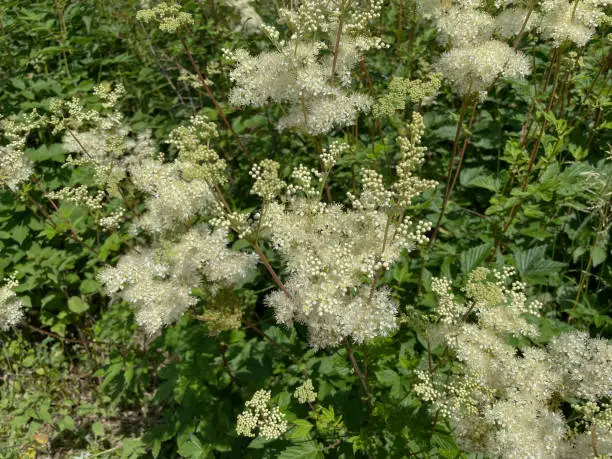 Meadowsweet is a perennial herbaceous plant native to Europe and Western Asia.
