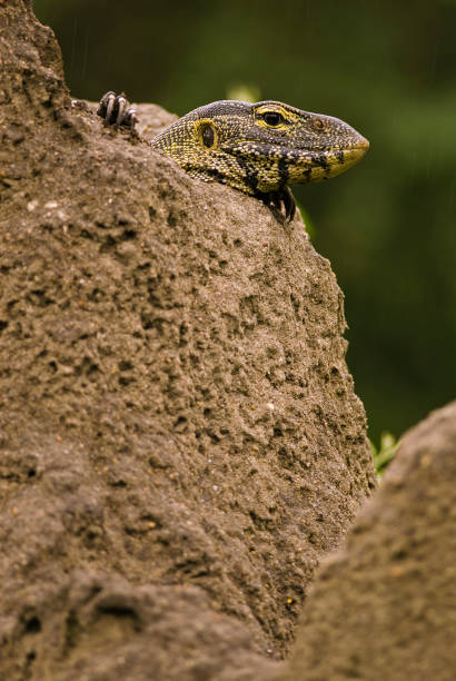 istock Nile monitor 1333720639