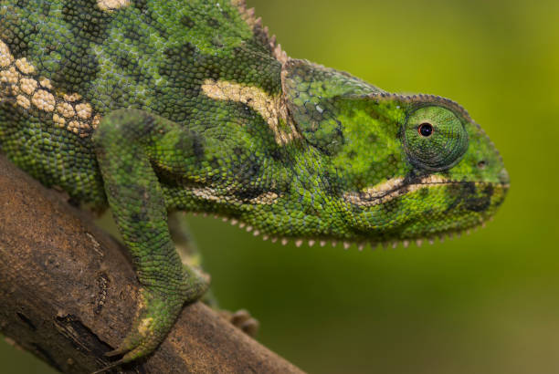 caméléon - lake manyara national park photos et images de collection