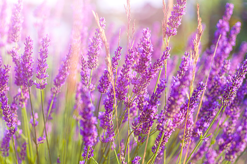 Lavender purple flowers close-up on sky background, summer field banner