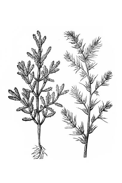 Soda plant and glasswort (Salicornia europaea) Illustration of a Soda plant and glasswort (Salicornia europaea) salicornia europaea stock illustrations