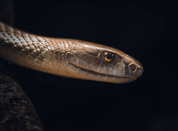 istock Black Mamba Snake Portrait 1333721891