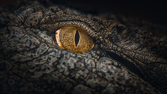A closeup of a Nile Crocodile Eye. These animals are very aggressive, and they are estimated to kill more than 1000 people each year (most cases are unreported).