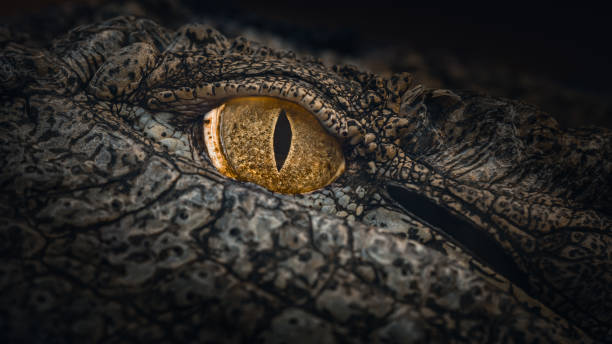 nile crocodile eye - crocodilo imagens e fotografias de stock