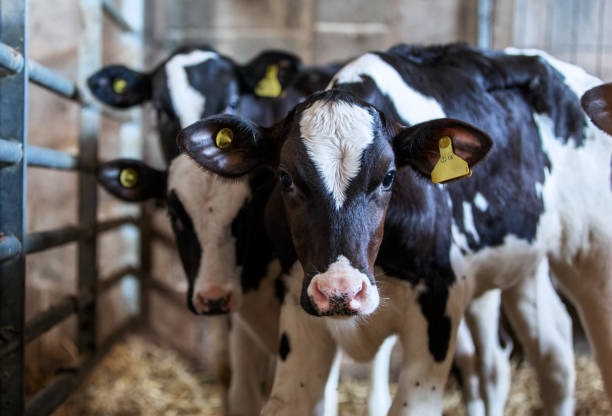 istock Curious calves in a pen 1333722056