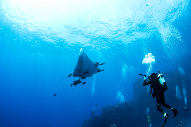 istock Manta Ray at Isla Revillagigedos, Mexico 1333722057