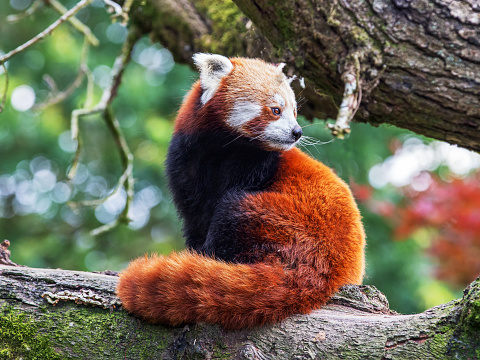 Beautiful Red Panda sitting on a tree branch. Very soft fur and tail.