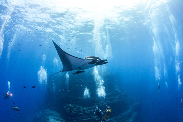 Manta Ray at Isla Revillagigedos, Mexico Picture shows a Manta Ray at Isla Revillagigedos, Mexico revillagigedos islands stock pictures, royalty-free photos & images