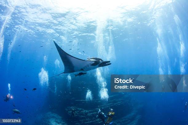 Manta Ray At Isla Revillagigedos Mexico Stock Photo - Download Image Now - Revillagigedos Islands, Mexico, Scuba Diving