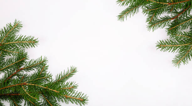 istock Christmas tree branches on white background blank. Copy space. Business or greeting card. New year decoration element. Holiday banner. Concept. Gift certificate or envelope. Minimalist mockup design 1333722198