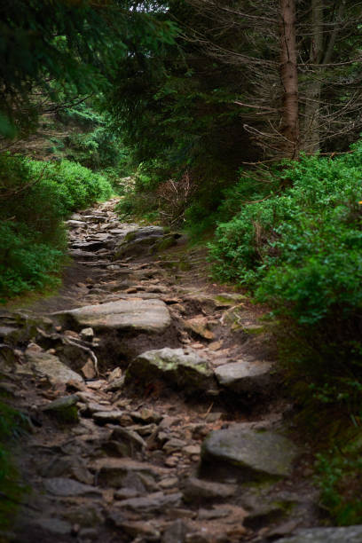 istock Tourist route. A bumpy path covered with stones hidden in dense forest 1333722219