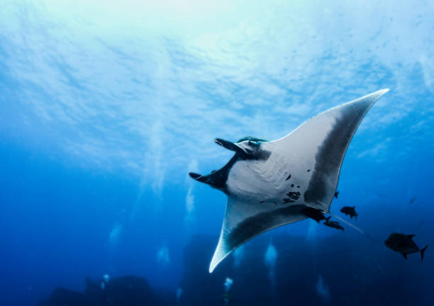 mantarochen auf der isla revillagigedos, mexiko - manta ray stock-fotos und bilder