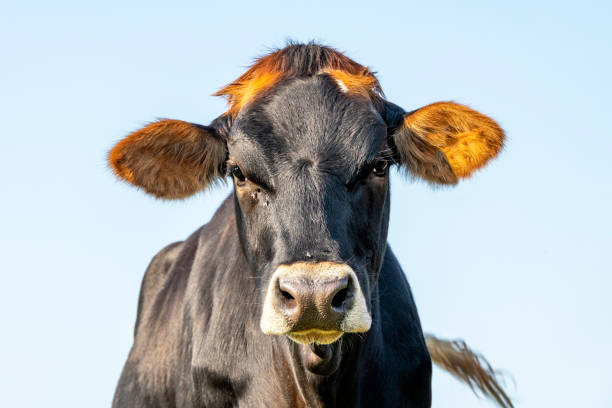 istock Brown swiss cow, head and face looking cute, blue background sky 1333722501