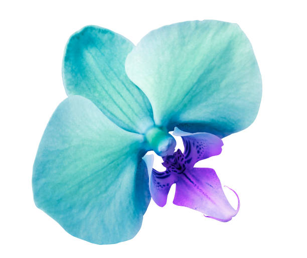 phalaenopsis turquoise  flower, white isolated background with clipping path.  Closeup.  no shadows.   for  design.  Nature.