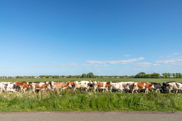 Group of cows in a row, in line, one behind the other, one after another, in sequence, on end, in single file, bunch of cattle, red and black and white pied walking on their way to be milked