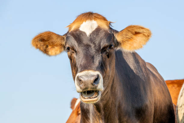 istock Brown swiss cow head, looking silly and funny, drool while chewing and bellow, blue background sky, 1333723640