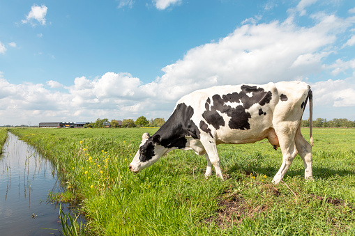 A cow on the bank of a creek, going to drink, a rustic country scene, at the horizon a blue sky with clouds.