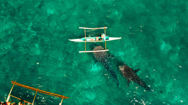 istock Oslob Whale Shark Watching in Philippines, Cebu Island 1333724696