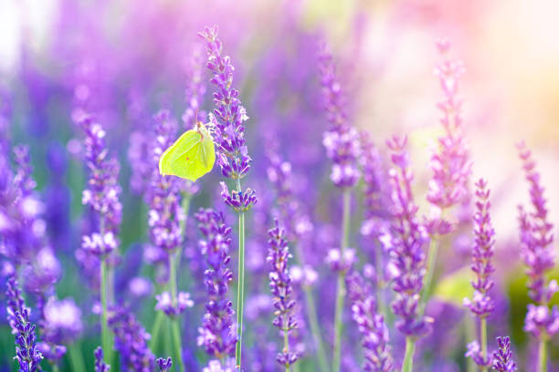 motyl i lawenda - lavender lavender coloured flower herb zdjęcia i obrazy z banku zdjęć