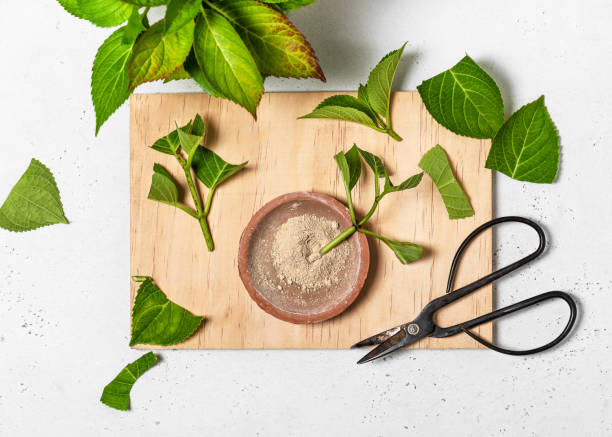 treat hydrangea cuttings with rooting powder. - hydrangea white flower flower bed imagens e fotografias de stock