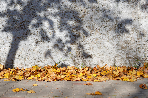 Dry maple leaves of yellow, orange red lie on the road against the background of a blue concrete wall with a shadow from the tree. Concept of autumn and lifestyle