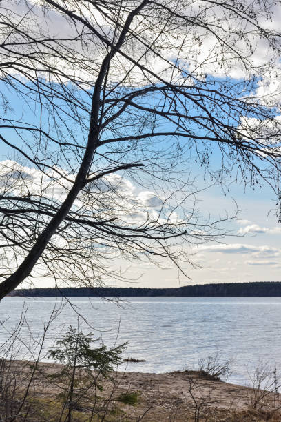 istock cloudy sky over water. trees in the foreground 1333726078