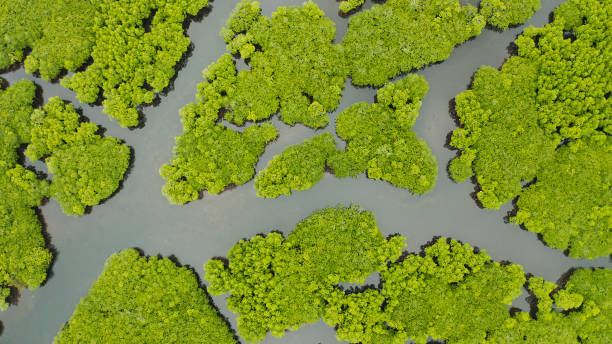 istock Aerial view of Mangrove forest and river 1333726116
