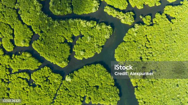 Aerial View Of Mangrove Forest And River Stock Photo - Download Image Now - Swamp, Aerial View, Rainforest