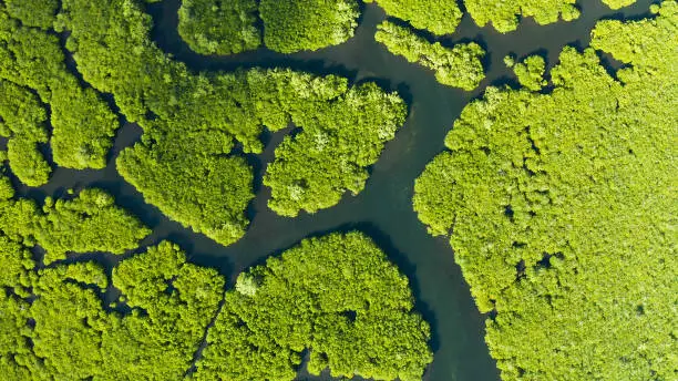 Tropical landscape with mangrove forest in wetland from above on Siargao island, Philippines.