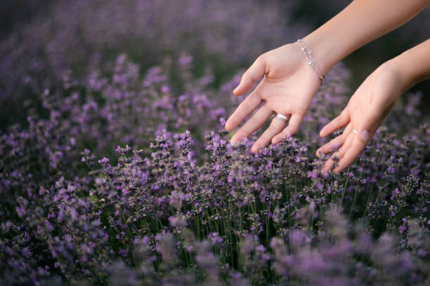 istock Female hands touching lavender flowers blooming in a field. 1333726545