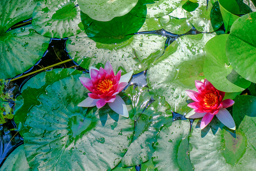 Pink lotus flowers across green leaves in pond. Top view. natural background