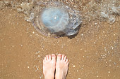Close-up of cornerot and aurelia jellyfish on the sandy shore and in the water. Ecological catastrophe. Threat to humans. The invasion of jellyfish in the sea. Rhizostoma pulmo and Aurelia aurita