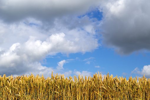 The low angle view of a ripe cereal crop with blue sky and grey clouds in south west Scotland